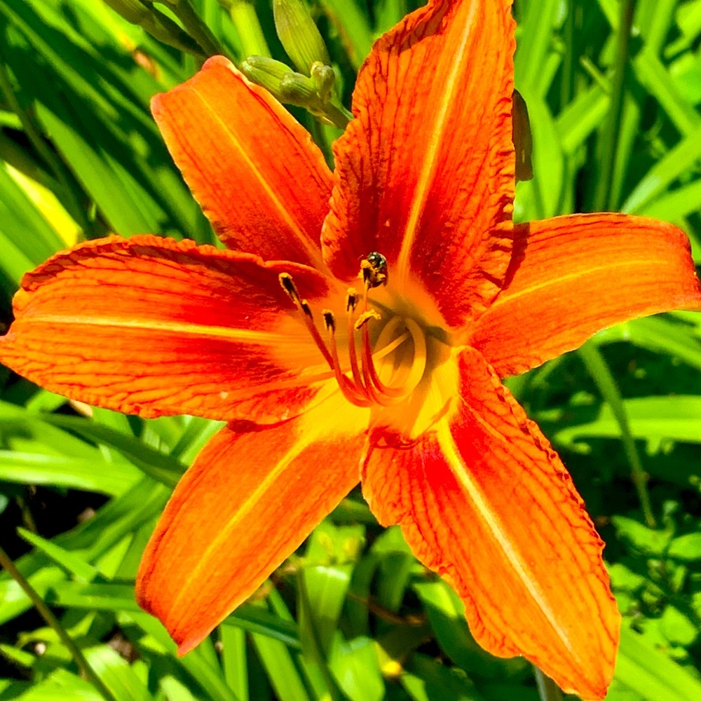 Meet your Posher, Ruby